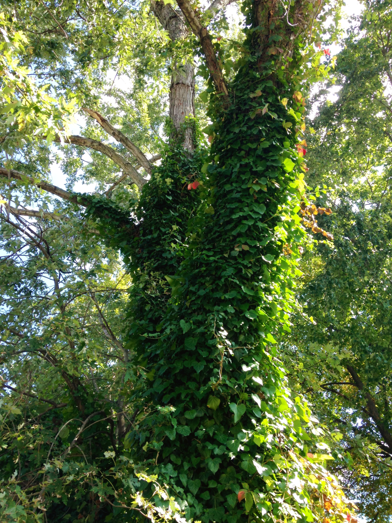 fall-vines-on-tree