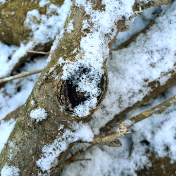 snowy-branch