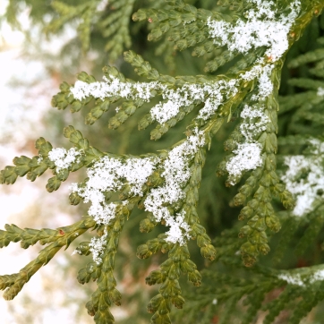 snowy-pine-2
